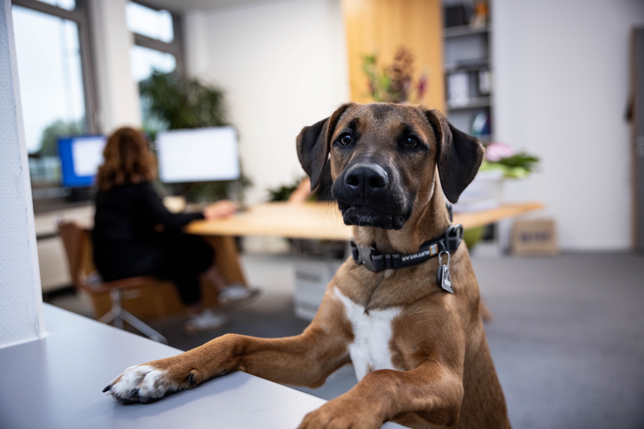 Büro-Hund stützt sich an der Arbeitsplatte auf und schaut in die Kamera